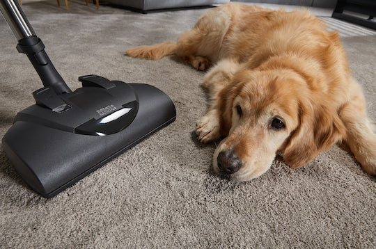 Miele Classic C1 Cat & Dog PowerLine - SBBN0